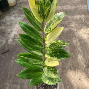 Blue Oil Fern