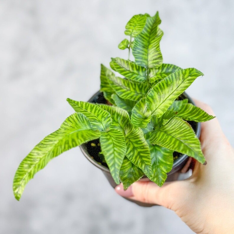 Phlebodium aureum