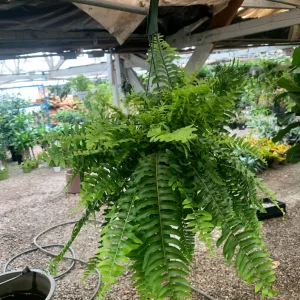 Live Boston Fern Plant