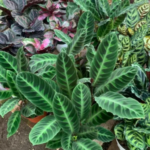 Jungle Velvet Calathea